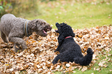 Two dogs are fighting outdoors.