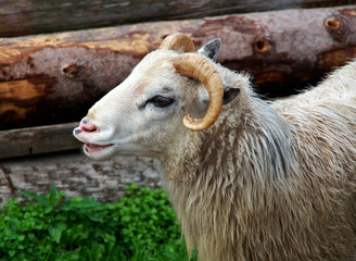 Close up shot of a Ram