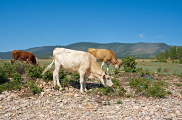 shore of Baikal lake