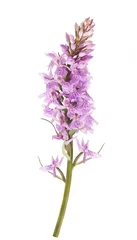 Photo sur Plexiglas Orchidée Common spotted orchid (Dactylorhiza fushsii )