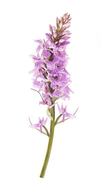 Fototapeta Common spotted orchid (Dactylorhiza fushsii )
