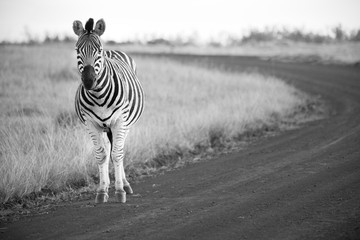 Zebra stands on a dirt road in black and white