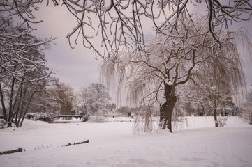 snow and alster in winter