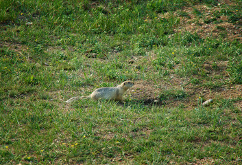 Marmota camtschatica