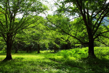 Fototapeta na wymiar 日本の森