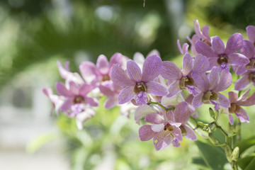 Fototapeta na wymiar Bouquet of orchids on blur background