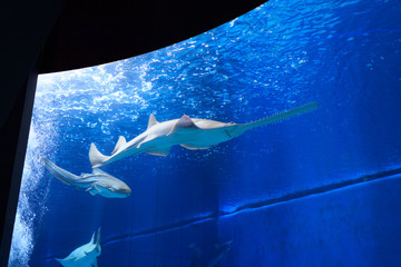 Sawfish in large aquarium with blue water - obrazy, fototapety, plakaty