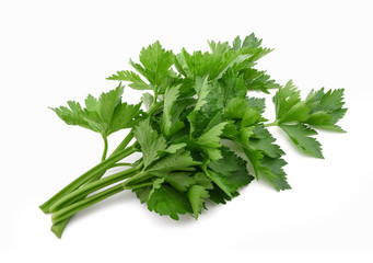 Green celery bunch