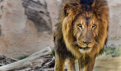 Male lion with a full mane
