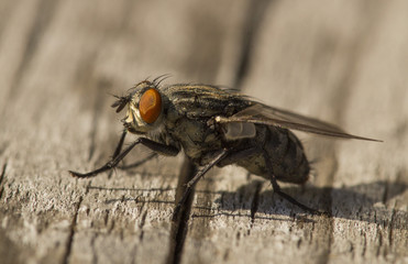 Schmeißfliege auf Holz Brett