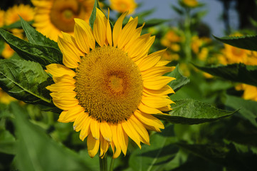 Obraz premium Sunflower closeup background and texture