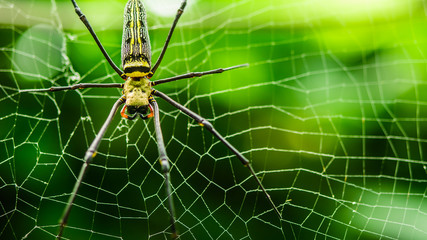 female Golden Web Spider Nephila pilipes 