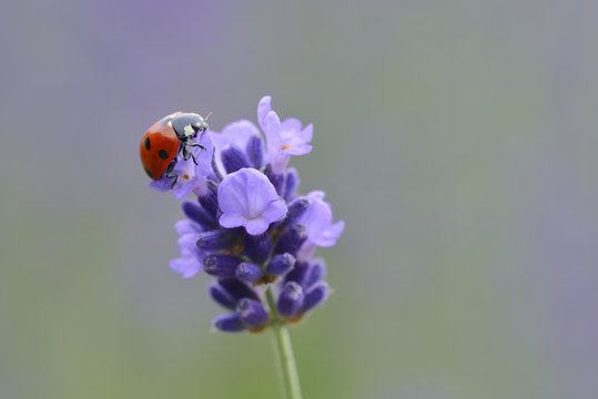 Seven-spotted ladybird on lavender blossom