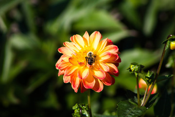 Bee on an Orange Flower