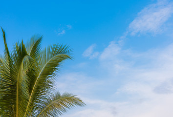  coconut tree and clear blue sky.