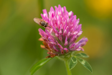 Wild clover flower in bloom, with a soft green and yellow background, taken in Ireland.