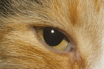 cat's eye closeup