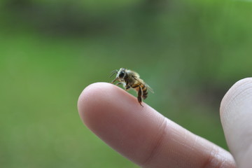 Solitary bee resting on human finger
