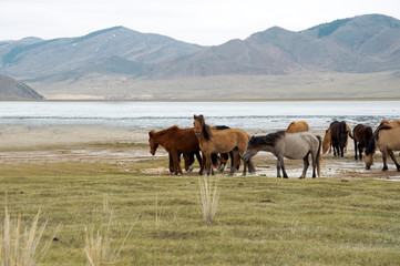 a herd of horses on the shore of Lake