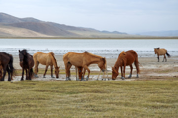 a herd of horses on the shore of Lake