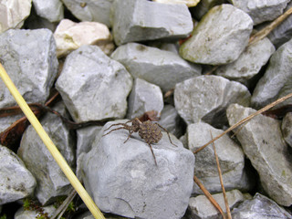 A female wolf spider