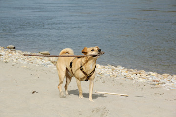 Kleiner spielender Hund am Strand