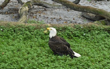  Beautiful American bald eagle sitting in the grass. 