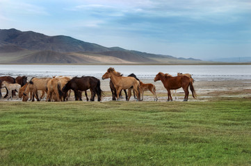a herd of horses on the shore of Lake
