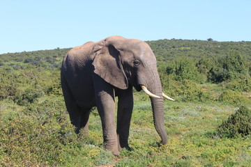 Fototapeta na wymiar A large elephant standing still in a clearing