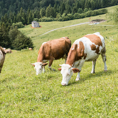 Fototapeta na wymiar Cattle summer grazing