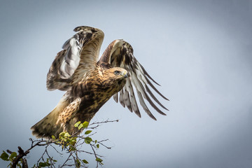 Common buzzard leaving