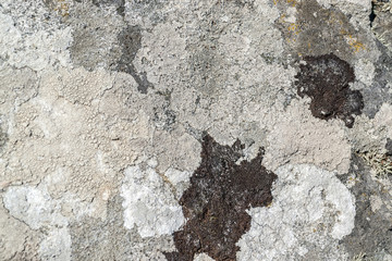 overgrown lichen surface