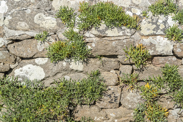 overgrown dry stone wall