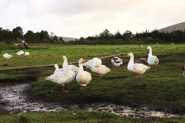 Obraz premium A group of geese next to a dried pond