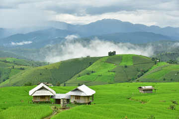 Fototapeta na wymiar Rice field at Pa Bong Piang village
