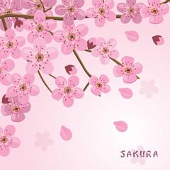 Fototapeta premium Sakura flowers background. Japanese cherry tree.