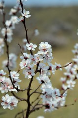 Soft photo of White-pink cherry blossom. Bokeh
