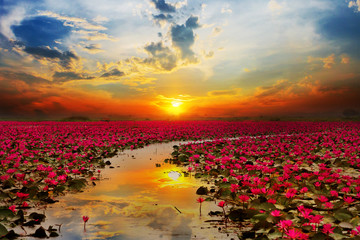 Sunshine rising lotus flower in Thailand - 121829295