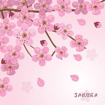 Sakura flowers background. Japanese cherry tree.
