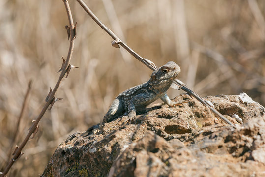 Lizard on a rock against