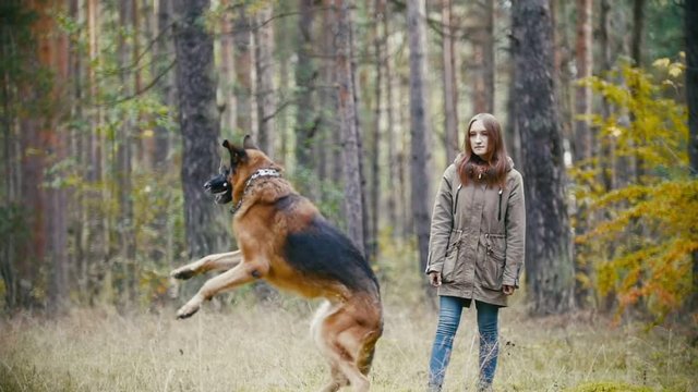 Young woman playing with a shepherd dog in autumn forest - throws a stick, slow motion