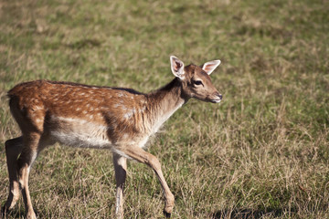 Wildlife,fawn walking in green field