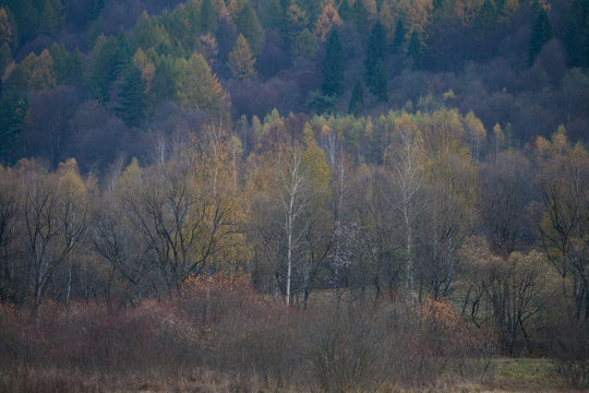 Jesienny las w Bieszczadach - Otryt