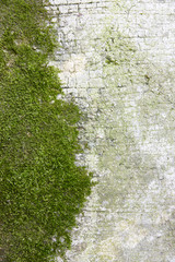 Fototapeta premium Texture muschio su parete di cemento