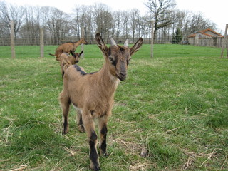 Chevreau (regardant l'objectif)