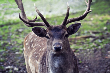 Portrait of male deer with antlers