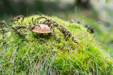 Single boletus mushroom on the mossy knoll in the fall forest by soft natural light