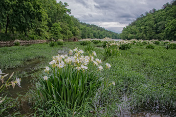 Cahaba River Cahaba lily in bloom