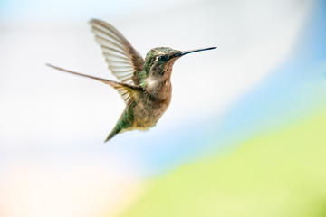 Hummingbird in flight Wings back