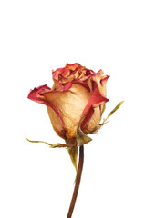 Dried Rose flower